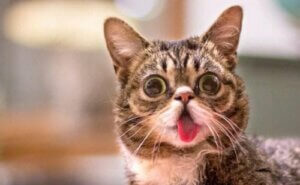 Bir Lil Bub fotoğrafı