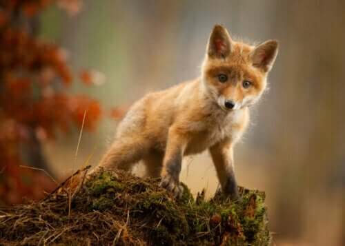 Holosen'de Dünya Üzerinde Altıncı Kitlesel Yok Oluş