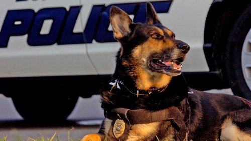 Polis köpekleri ve ilginç hayatları.