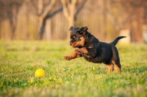 Yavru rottweiler