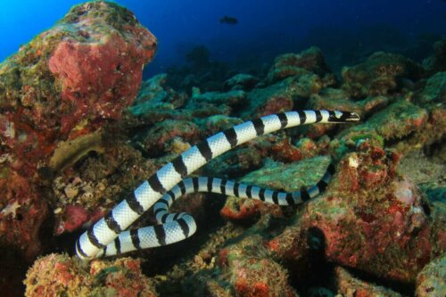 deniz yılanı türleri