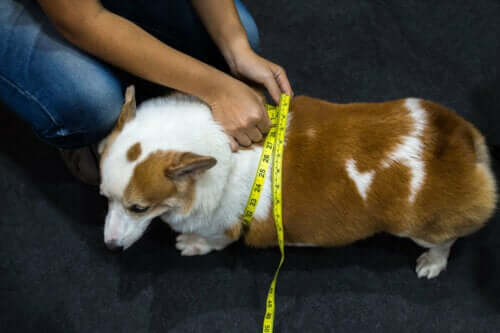 şişman corgi cinsi köpek