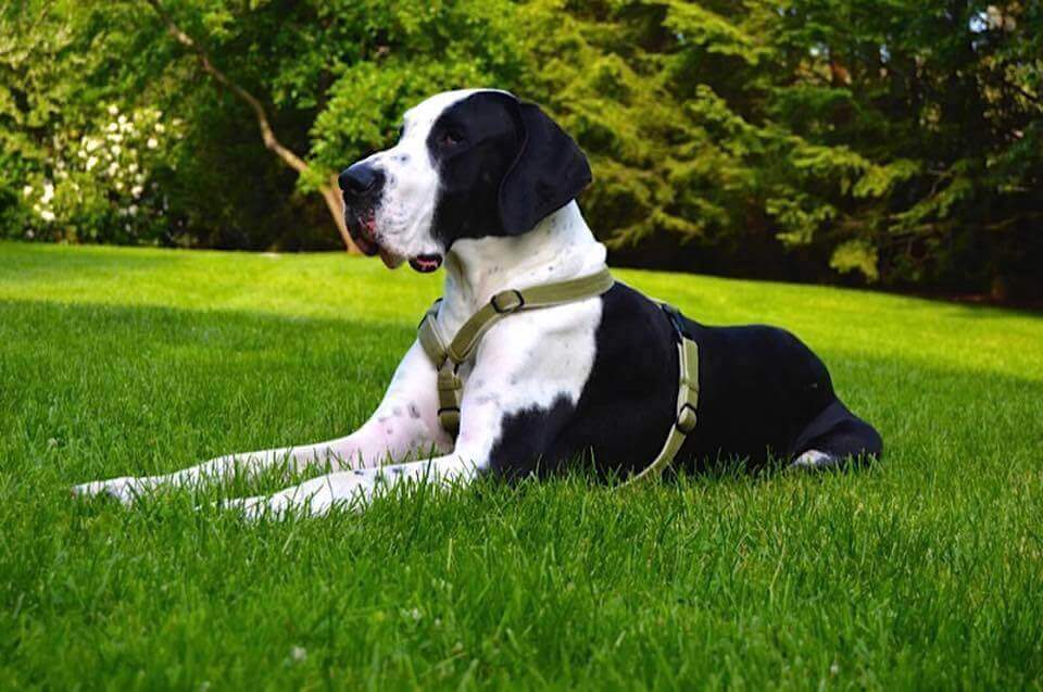 çimlerde oturan siyah beyaz köpek