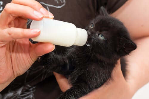 süt içen siyah kedi