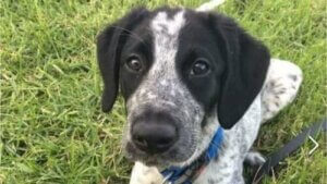 Stajyer Polis Köpeği Grizz'in Trajik Hikayesi