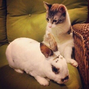 Bir tavşan ve kedi