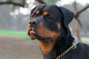 Tehlikeli Köpek Diye Bir Şey Olabilir mi?