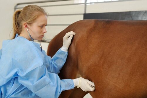 at hastalıkları, testler, tanı ve tedavi