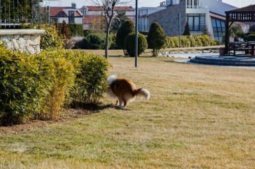 Tuvaletini yapan bir köpek.