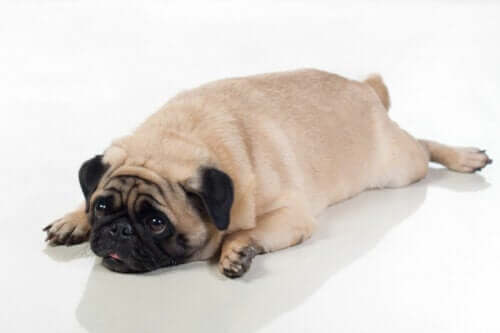 fazla kilolu köpekler için tedavi: üzgün bir pug
