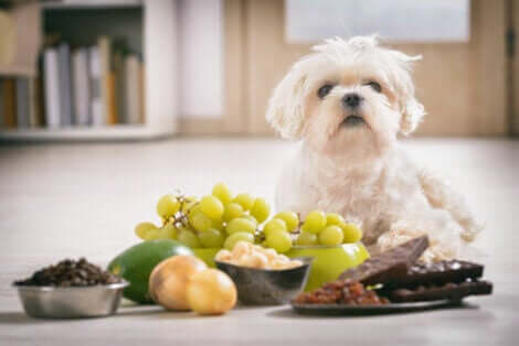 meyveler önünde köpek