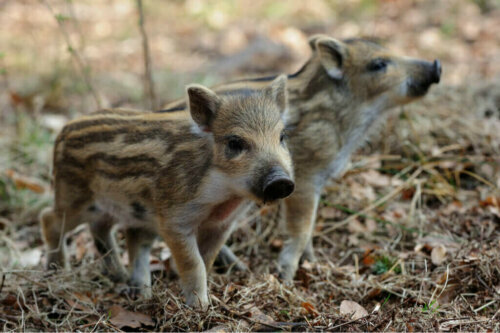 Evcil Olarak Yaban Domuzu Yetiştirilmesi