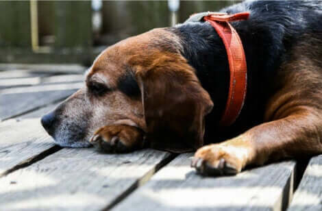 yaşlı köpek