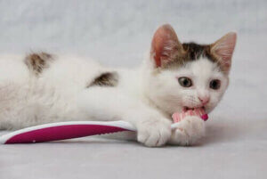Kedilerin Dişlerini Fırçalamak: Nasıl Yapacağınızı Öğrenin!