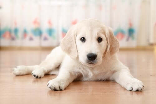 yerde uzanan yavru köpek ve online veterinerlik hizmetleri