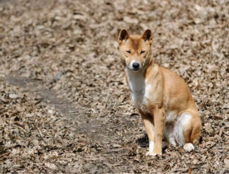 yeni gine şarkıcı köpeği