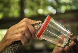 İlaç Olarak Zehirlerin Gücünü Keşfedin