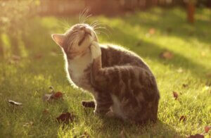 Atopi Nedenleri: Bağışıklık Sisteminin Aşırı Tepkisi