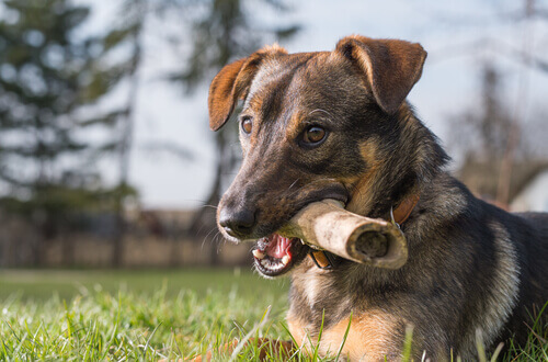 ağzında kemik tutan köpek