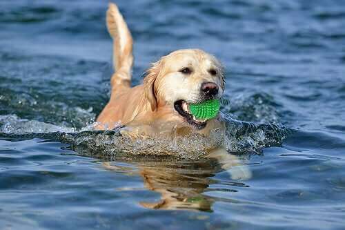Ağzında yeşil topla yüzen köpek
