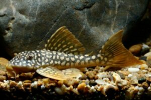 Akvaryum Temizliği için Doğal Yöntemler