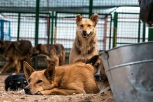 Barınakta yaşayan sokak köpekleri
