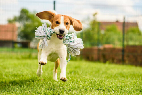 beagle, köpek türü