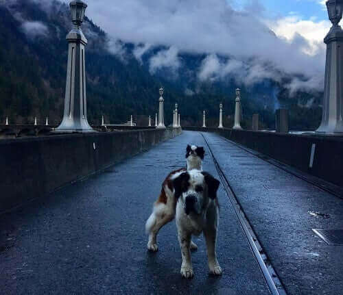 Kapalı bir günde gezen blizzard ve lulu