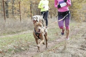 Köpek Leia İle Tanışın: Bir Canicross Şampiyonu