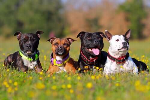 Neden Bu Kadar Çok Köpek Irkı Var?