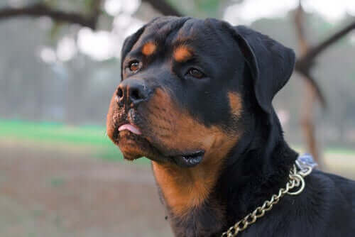uzaklara bakan şirin bir rottweiler