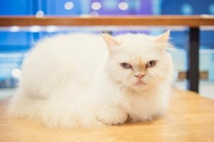 Bir Kediyi Eğitmek Mümkün Müdür? Öğrenin!