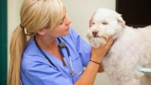 Eğlence programları ve evcil hayvanlar