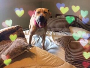 Barınakta Yaşayan ve Ev Bulamayan Bear'in Üzücü Hikayesi