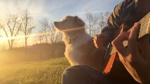 Müzisyen Köpek Maple Herkesin Ruhuna Dokundu