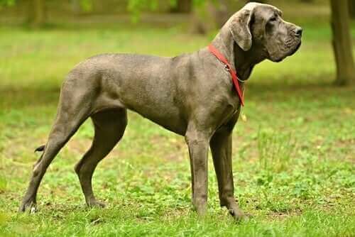 köpekler, cins köpekler