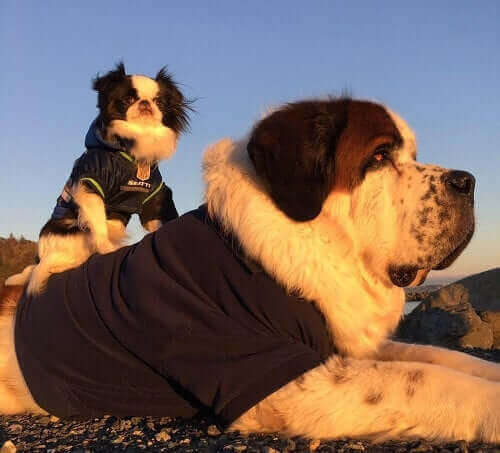 Blizzard'ın sırtında lulu