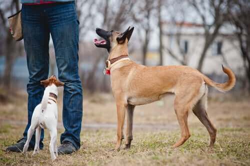 dışarıda insanlarıyla oynayarak iyi vakit geçiren iki köpek