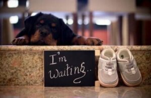 Köpekler ve Bebekler: Ebeveyn Olacak Çift Ne Yaptı?