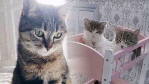 Kattarshians kedileri