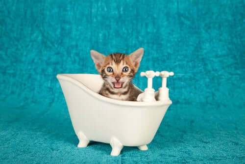 Kedinize banyo yaptırmayı öğrenmelisiniz.