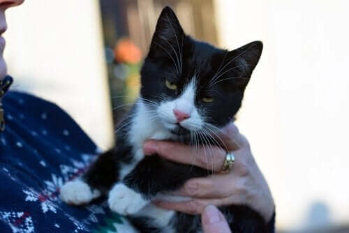 Bir kadının kucağındaki bir kedi.