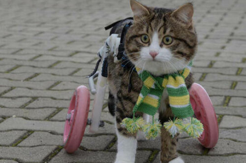 Sokakta gezen protez bacaklı bir kedi.