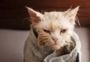 yeni yıkanmış havluya sarılı kedi
