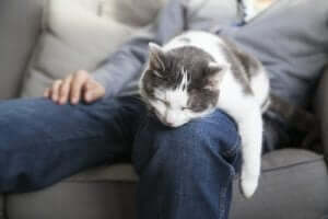 Kediler, sahiplerinin arkadaşlığını sever ve sahiplerinin üzerinde uyur.