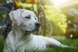 Köpekler Kemoterapi Alabilir Mi?