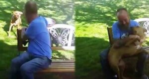 Kilo Veren Sahibini Tanımayan Köpek