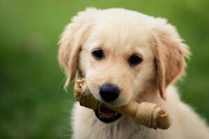 Köpek Kemikleri - Evcil Hayvanınız İçin Güvenli mi?