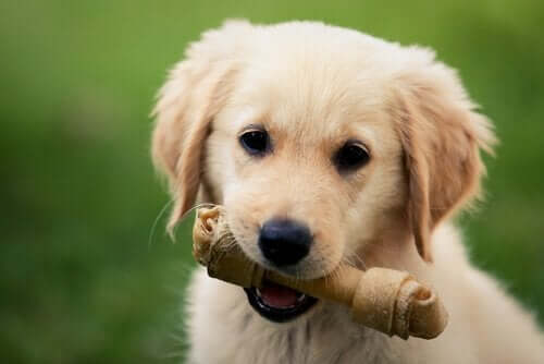 Köpek Kemikleri - Evcil Hayvanınız İçin Güvenli mi?