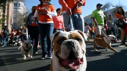 Yüzlerce Bulldog Rekor Kırmak İçin Geçit Düzenliyor